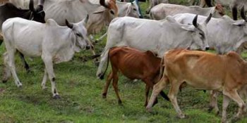 Beef market in India: Maharashtra state bans beef, 5 years jail for possession or sale