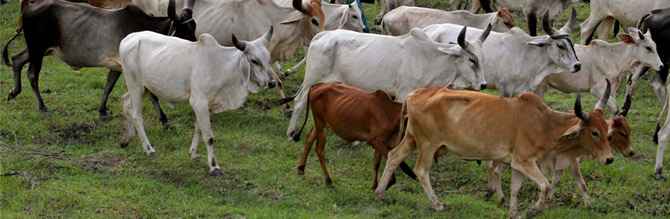 Beef market in India: Maharashtra state bans beef, 5 years jail for possession or sale