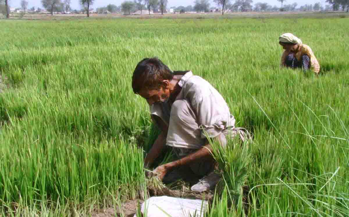 Agri-cooperation: India, US agree to renew cooperation in Agriculture