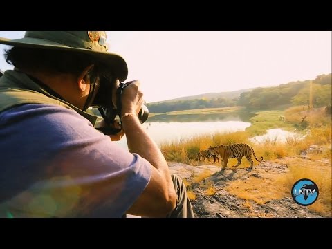 The Fight To Protect India’s Tigers