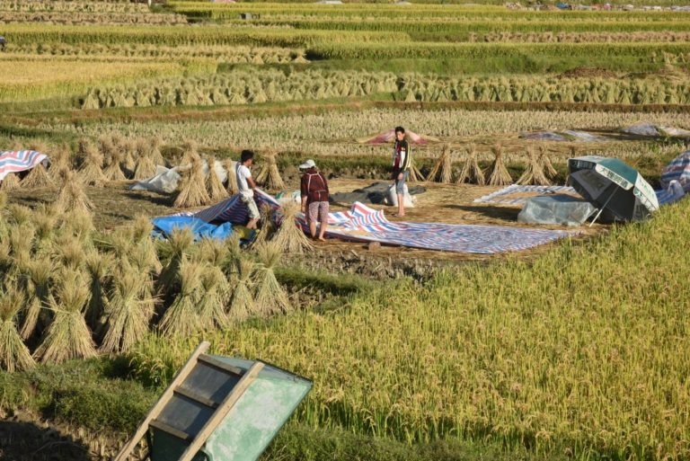READ: Developing and Disseminating Water-Saving Rice Technologies in Asia   #foo…