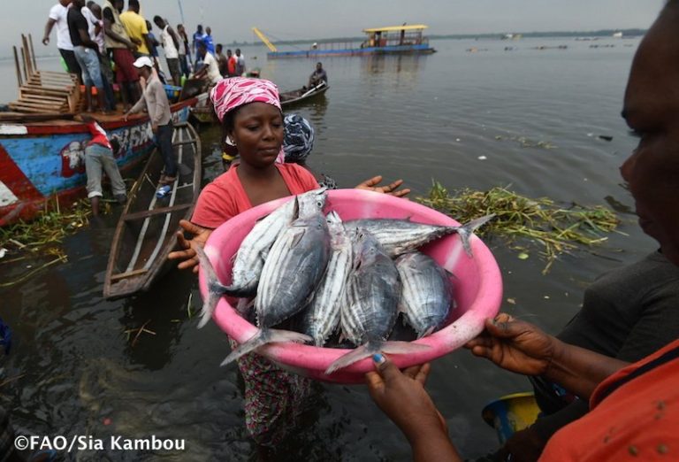 Now online: new @FAOfish State of World Fisheries & Aquaculture repo…
