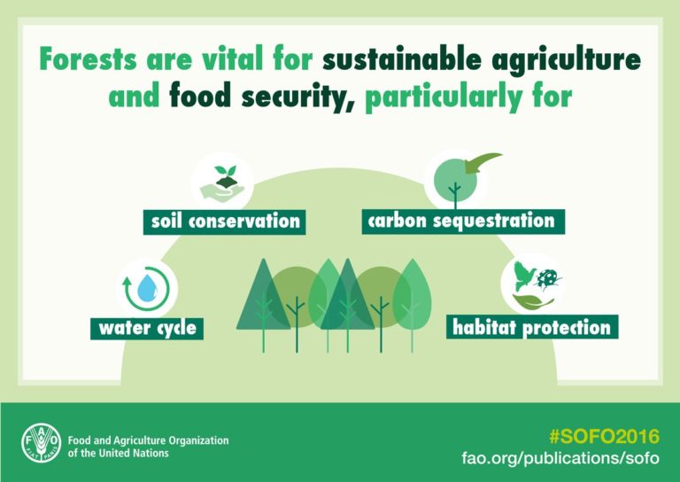 More than 20 countries have maintained/increased forest area …