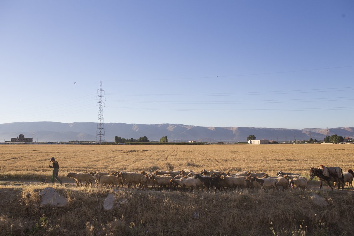 #ChildLabour in agriculture is on the rise in Lebanon.
Latest on #refugees here:…