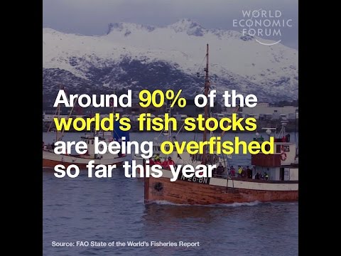 Around 90% of the world’s fish stocks are being overfished