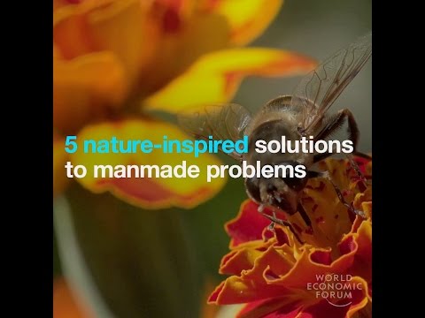 5 nature inspired solutions to manmade problems