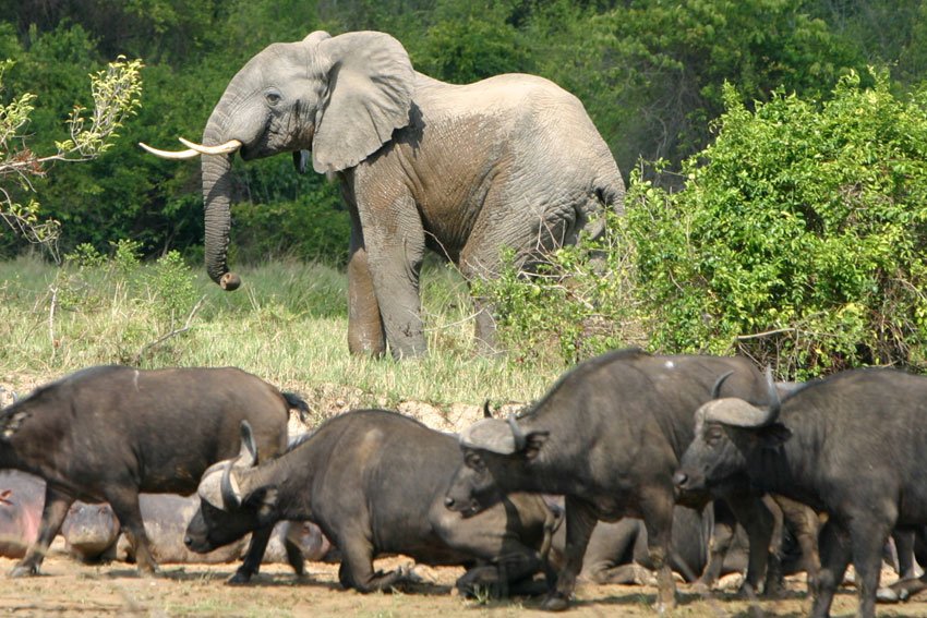 #AfricanElephants face ‘unacceptably high’ level of #poachin…