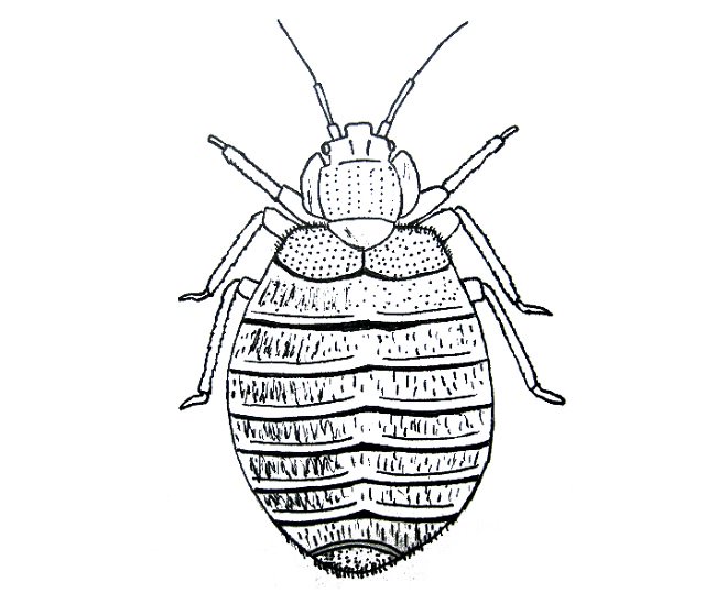 Reduce your chances of bringing home bed bugs. Here are 10 tips for controlling …