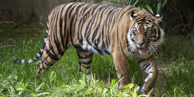 RT @NationalZoo:  It’s #WorldTigerDay! Tigers live in fragmented habitats, but c…