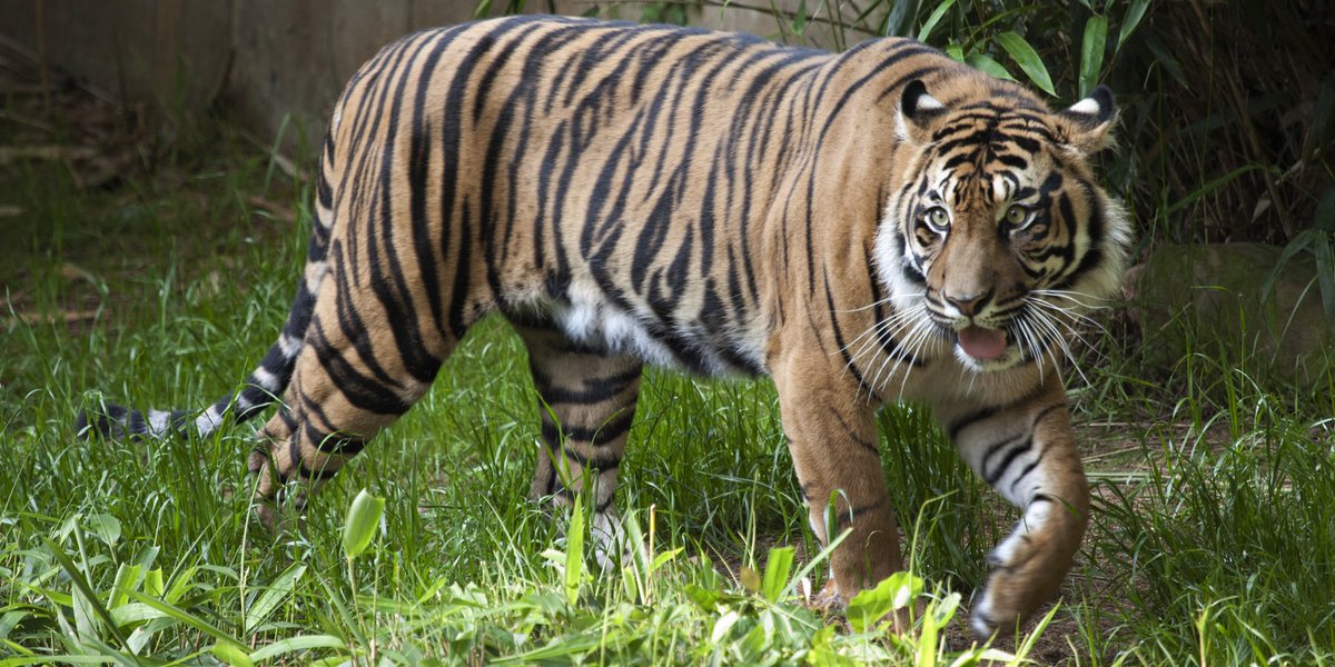 RT @NationalZoo:  It’s #WorldTigerDay! Tigers live in fragmented habitats, but c…