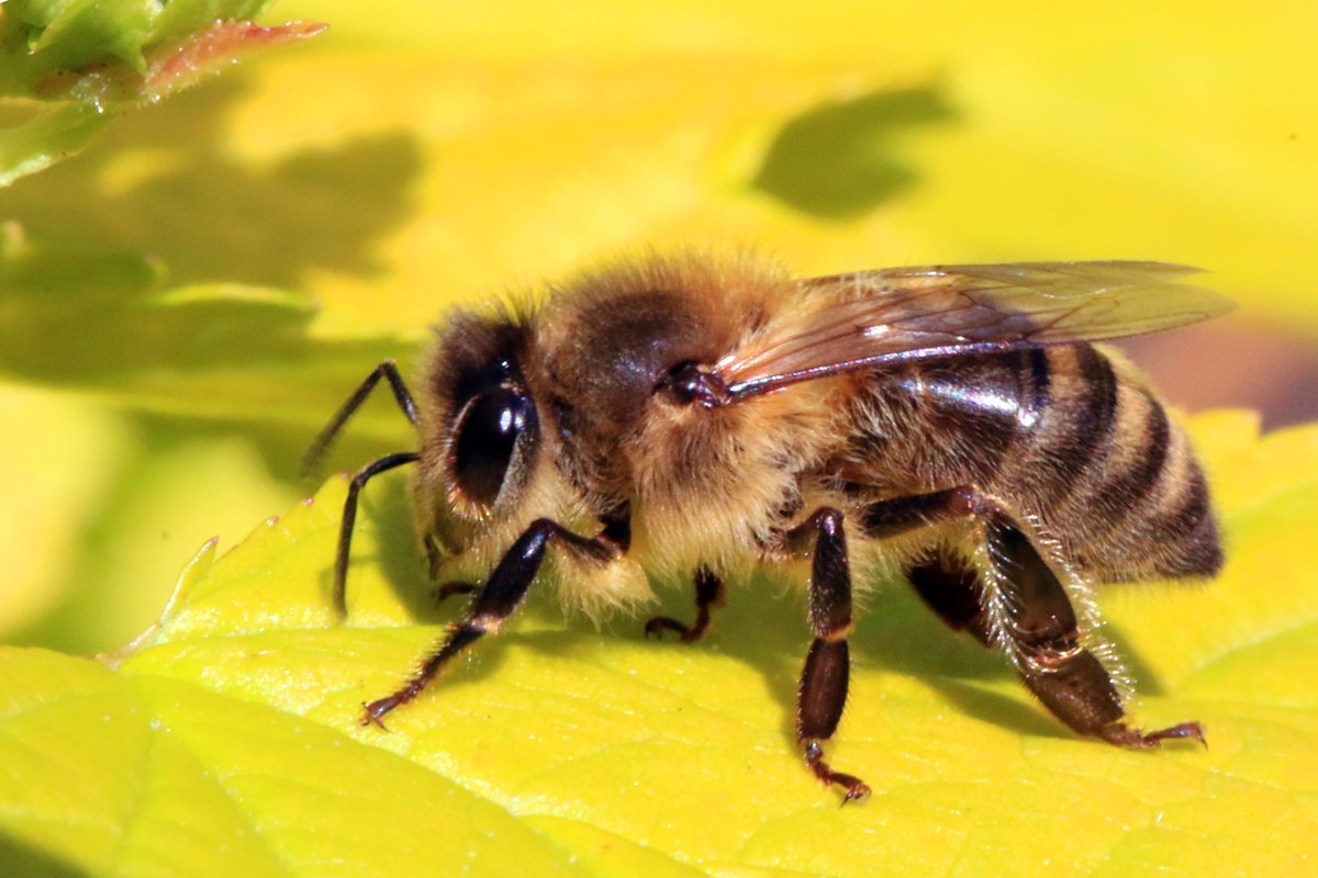 RT @FAOstatistics: #UNFAO podcast on why more bees means better food  …
