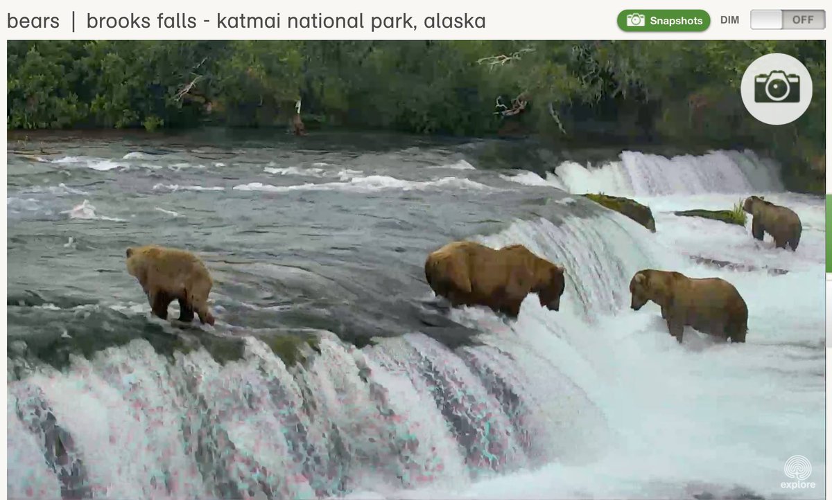It’s that time of the year again. Check out the bear cams!  …