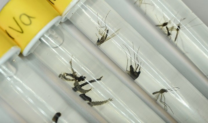 Army researchers are developing a Zika vaccine that may be ready for testing thi…