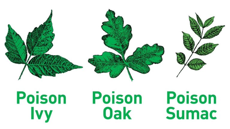 Learn about poison ivy and other poisonous plants. Get tips on how to ID and avo…