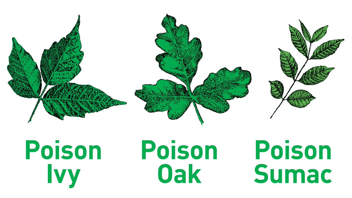 Learn about poison ivy and other poisonous plants. Get tips on how to ID and avo…