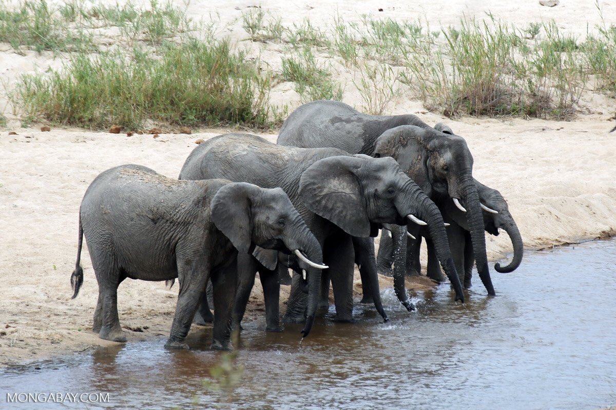 In 2013, poachers killed ~20,000 elephants Govts can reduce illicit trade  #Worl…