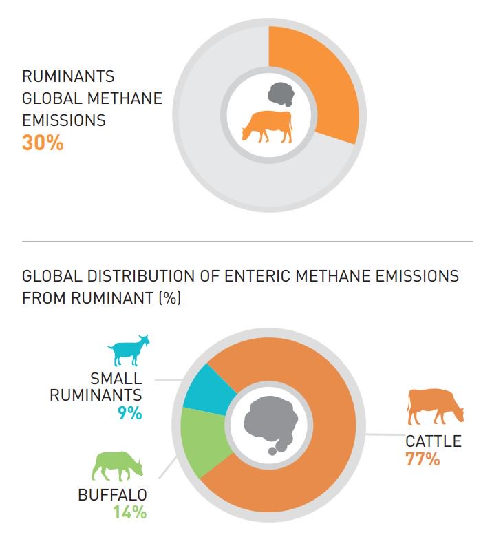 What is enteric methane & why reducing it improves livelihoods & food se…