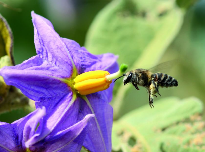 How can we protect pollinators & promote their role in env & agricultura…