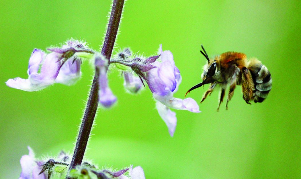 What more needs to be done to encourage pollinator-friendly practices? Join the …