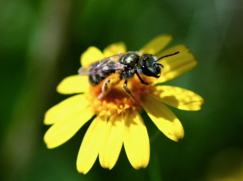 RT @FAOstatistics: How can we protect pollinators & promote their role in en…