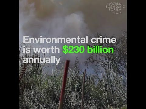 Environmental crime is worth as much as $230 billion annually
