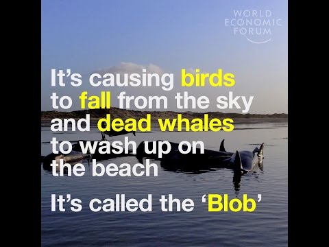 It’s causing birds to fall from the sky and dead whales to wash up on the beach