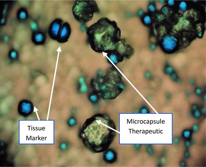 From cancer research to DNA sequencing, the International Sp…