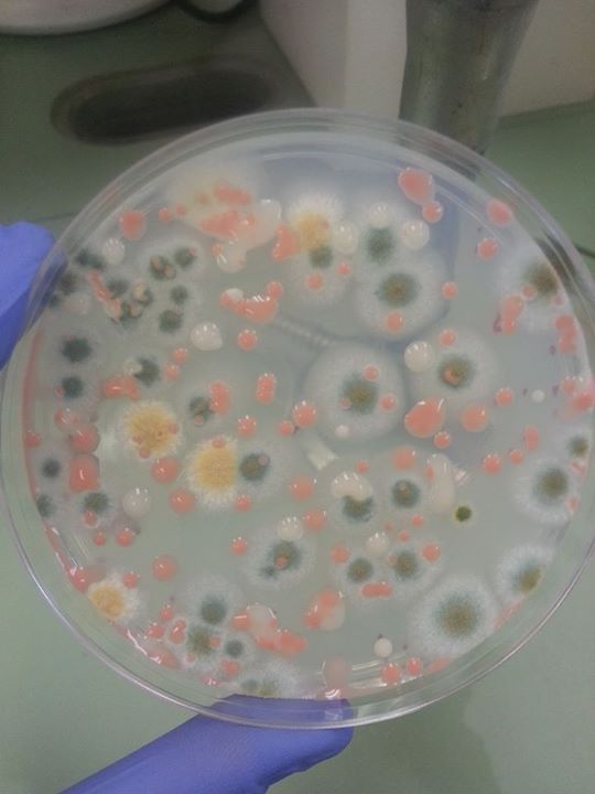 What microbes have the more than 200 people who have visited…