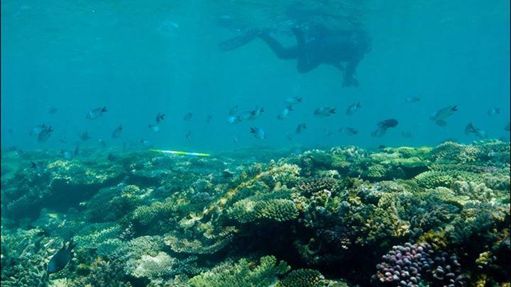 Around 1,000 images of the lively reef floor in Hawaii will …