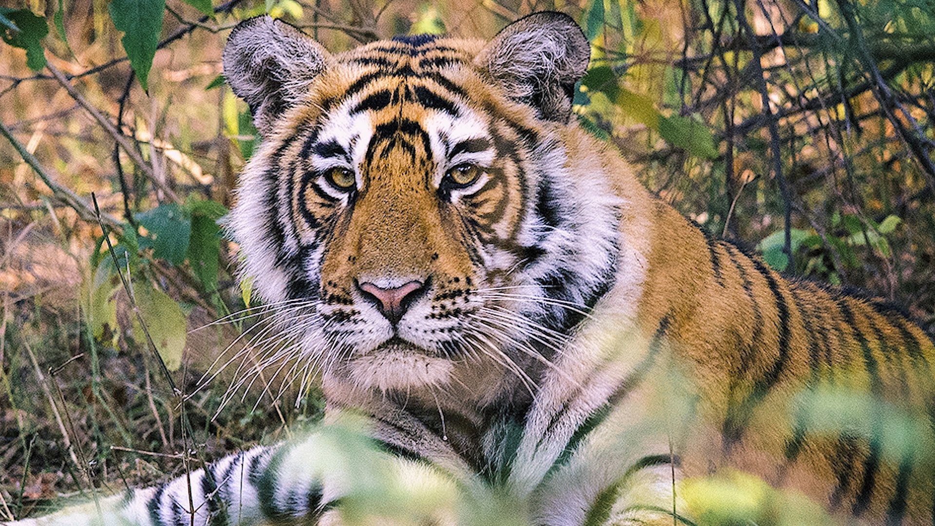LES TIGRES D’INDE : UNE ESPECE MENACEE