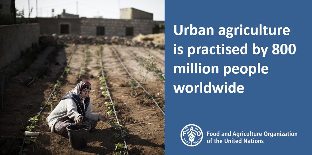 Urban agriculture is practised by 800 million people worldwide…