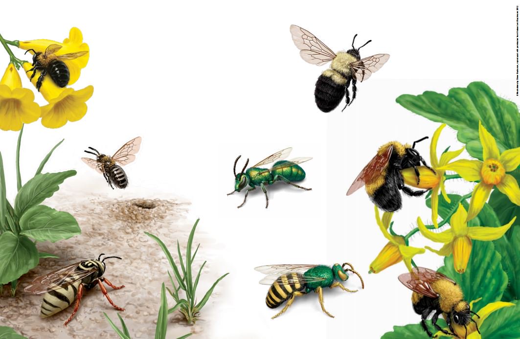 #Pollination (mostly #bees) responsible for 35% of global cro…
