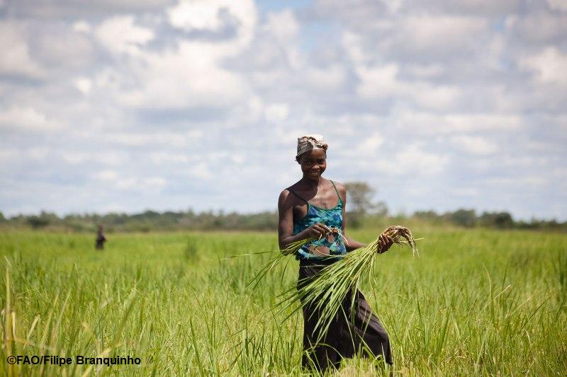 #UNFAO & @USAID new $15m agreement looks to spark ‘new era…