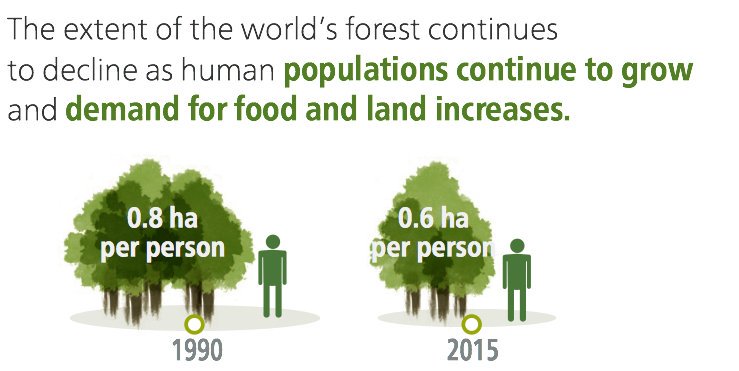 #didyouknow Per capita #forest area declined from 0.8 to 0.6 ha since 1990   #gf…