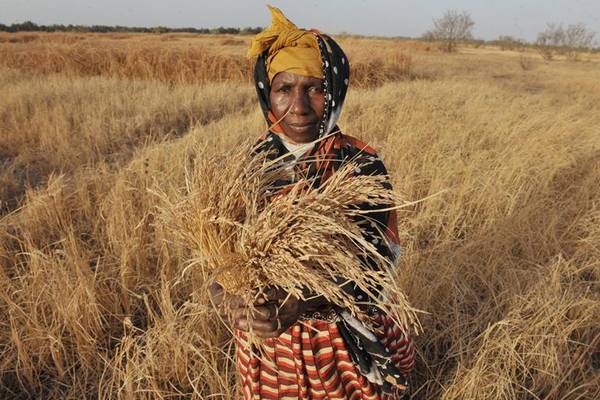Monthly news report on #grains  …