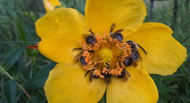 The power of #pollinators: why more bees means better food  …