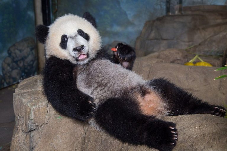 Feeling like a Monday? Kick off the week with @NationalZoo’s Bei Bei:  #PandaCam…