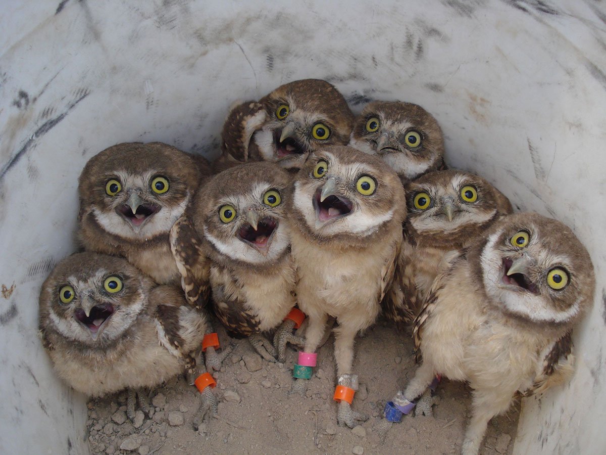 It’s Monday, kick off the week with these silly animal pictures. Courtesy of @US…