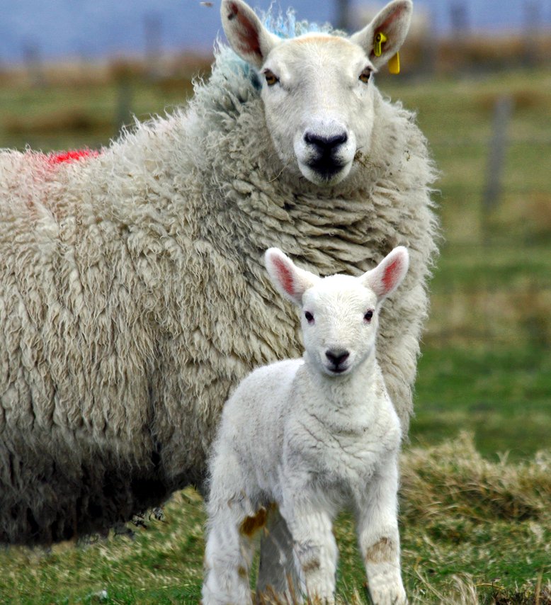 According to the @FAOstatistics there are over 1 billion sheep in…