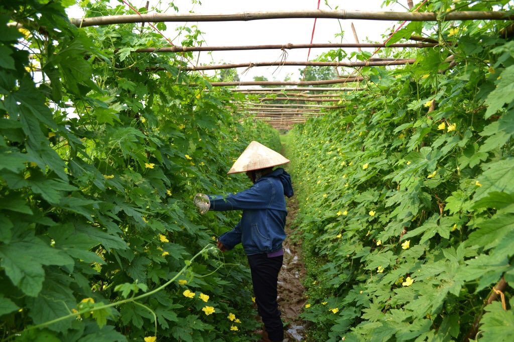 Addressing needs of farmers through new World Programme for Census of Agricultur…