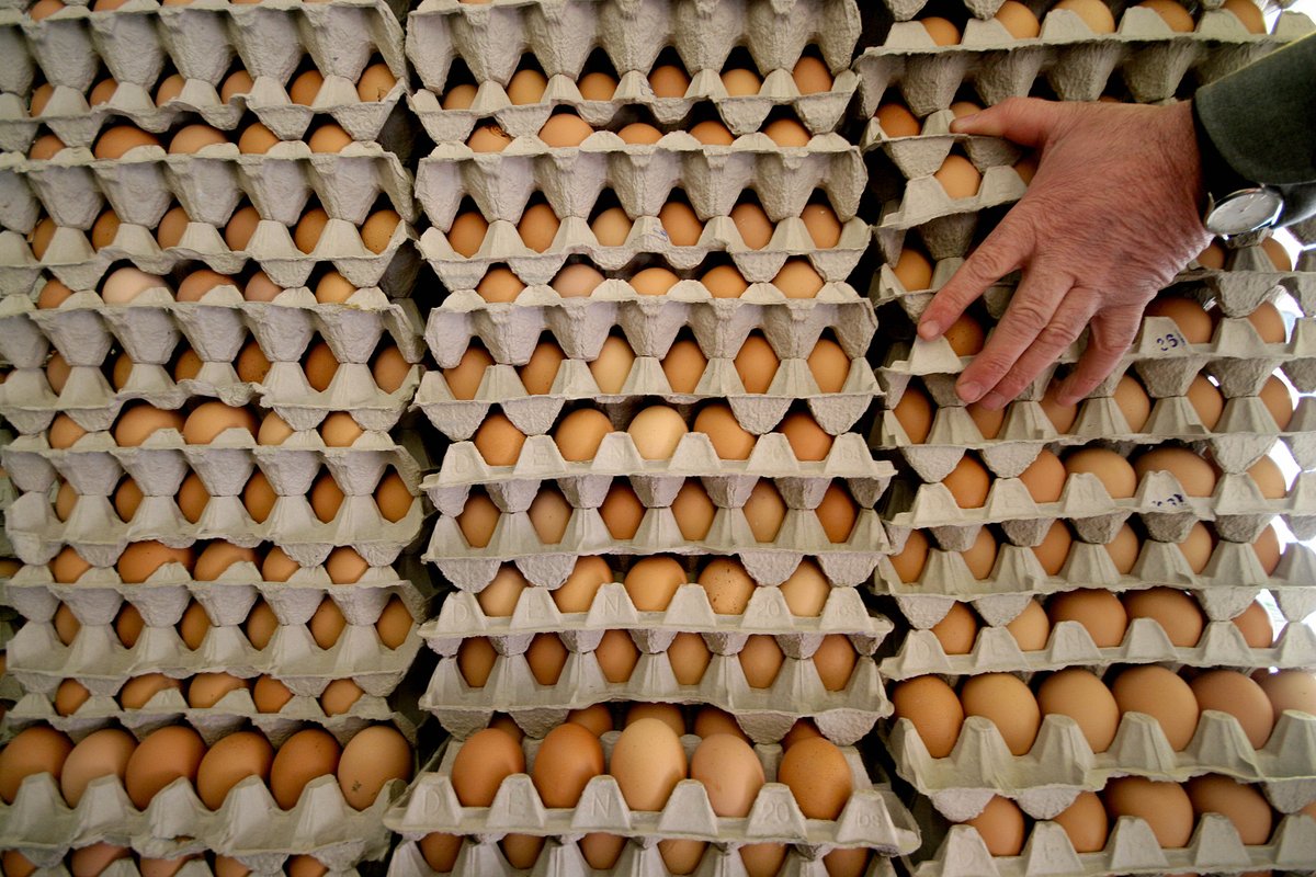Counting chickens to keep our baskets full of eggs #WCA2020  …