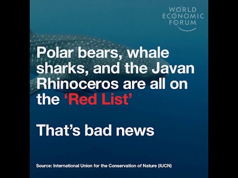 Polar bears, whale sharks, and the Javan Rhinoceros are all on the ‘Red List’   That’s bad news