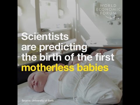 Scientists are predicting  the birth of the first motherless babies