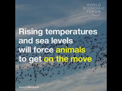 Rising temperatures and sea levels will force animals to get on the move