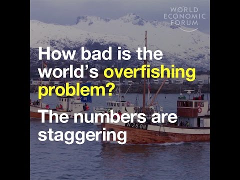 How bad is the world’s overfishing problem? The numbers are staggering