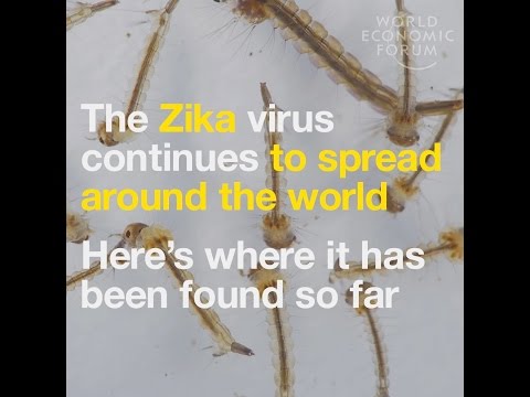 The Zika virus continues to spread around the world   Here’s where it has been found so far