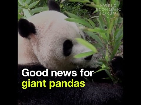 Good news for giant pandas – They are no longer considered endangered