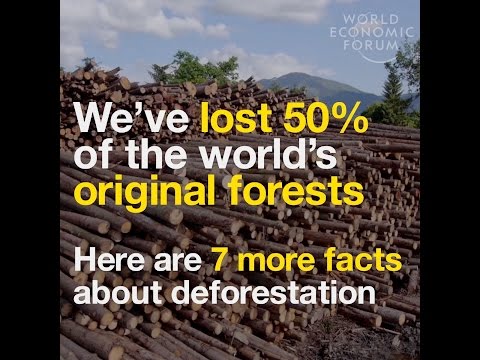 We’ve lost 50% of the world’s original forests  Here are 7 more facts about deforestation