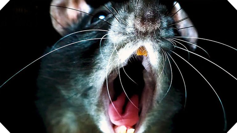 RATS (Morgan Spurlock’s Documentary) – TRAILER + Movie Clip