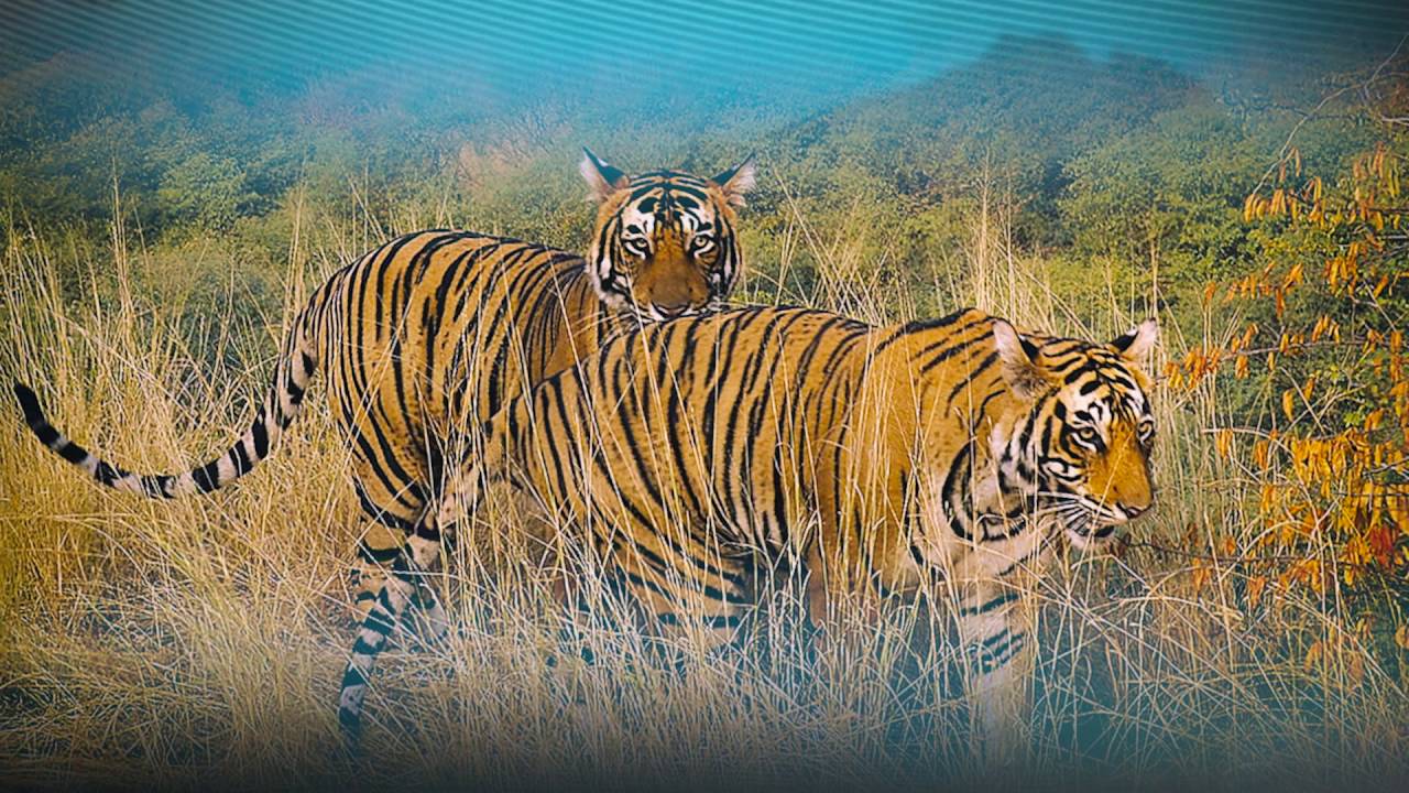 21st Century Trailer 2016